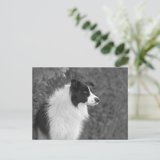 Carte Postale Fluffy noir blanc joli chien Collie (Debout devant)