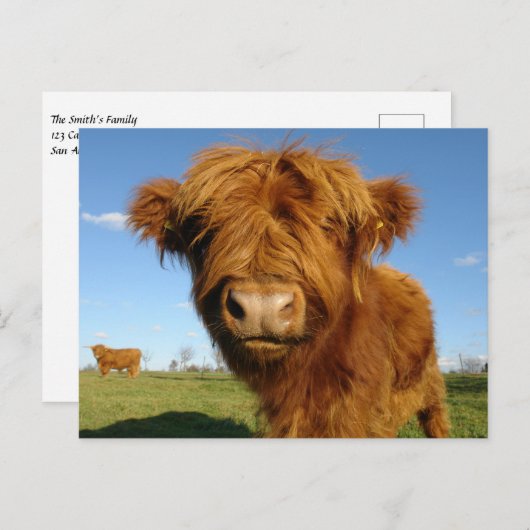 Carte Postale Fluffy Scottish Highland Cow (Devant / Derrière)