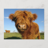 Carte Postale Fluffy Scottish Highland Cow (Devant)