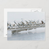 Carte Postale Flûte (Devant / Derrière)