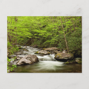Carte Postale Flux De Fourche Droite À Travers La Forêt