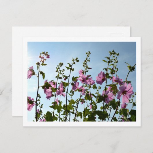 Carte Postale Flux de trames arborescentes (Devant / Derrière)