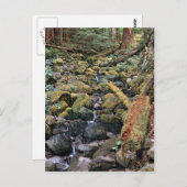 Carte Postale Flux rocheux du Minnesota commun de la forêt (Devant / Derrière)