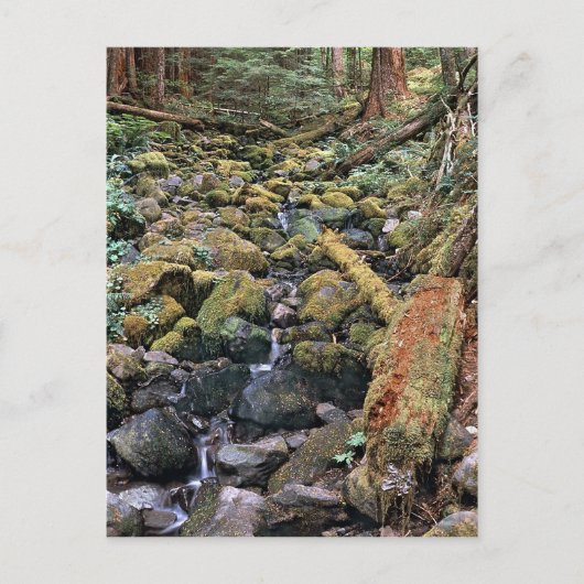 Carte Postale Flux rocheux du Minnesota commun de la forêt (Devant)