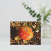 Carte Postale Fly Agaric Mushroom Postcard (Debout devant)