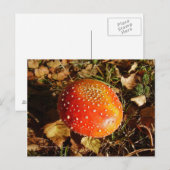 Carte Postale Fly Agaric Mushroom Postcard (Devant / Derrière)