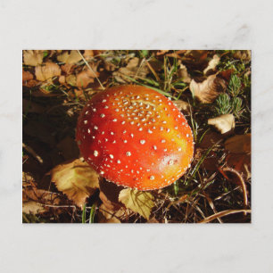 Carte Postale Fly Agaric Mushroom Postcard