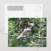 Carte Postale Flycatcher Crested (Devant / Derrière)
