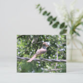 Carte Postale Flycatcher Crested (Debout devant)