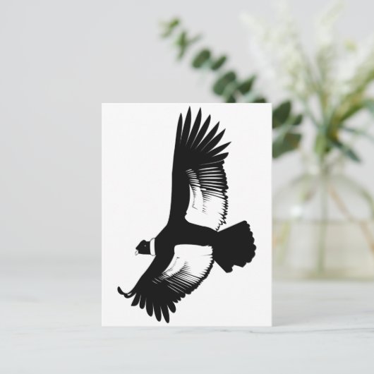 Carte Postale Flying Andean Condor (Debout devant)