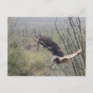 Carte Postale Flying Great Horned Owl
