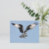 Carte Postale Flying Osprey (Debout devant)