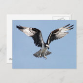 Carte Postale Flying Osprey (Devant / Derrière)