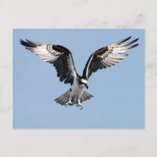 Carte Postale Flying Osprey