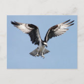 Carte Postale Flying Osprey (Devant)
