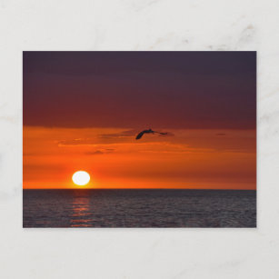 Carte Postale Flying Pélican au coucher du soleil en Floride