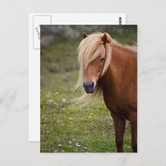 Carte Postale Foal (Devant / Derrière)