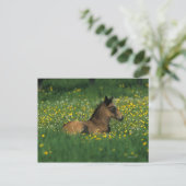 Carte Postale Foal allongé dans les fleurs (Debout devant)