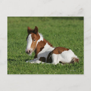 Carte Postale Foal Laying in Grass