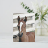 Carte Postale Foal with stripe (Debout devant)