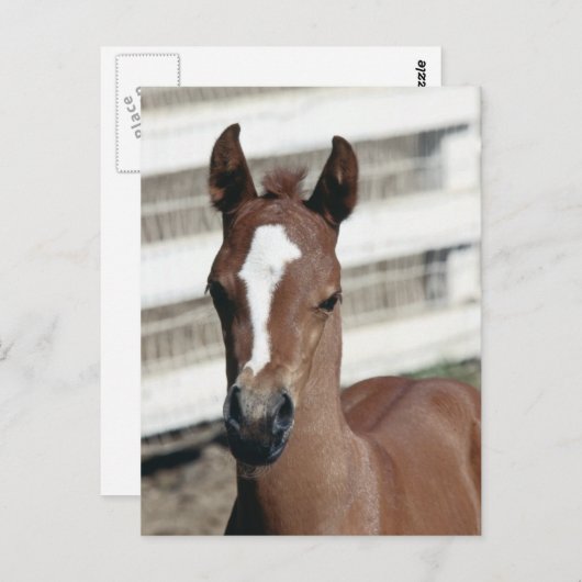 Carte Postale Foal with stripe (Devant / Derrière)