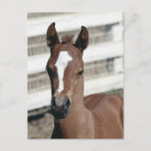 Carte Postale Foal with stripe (Devant)