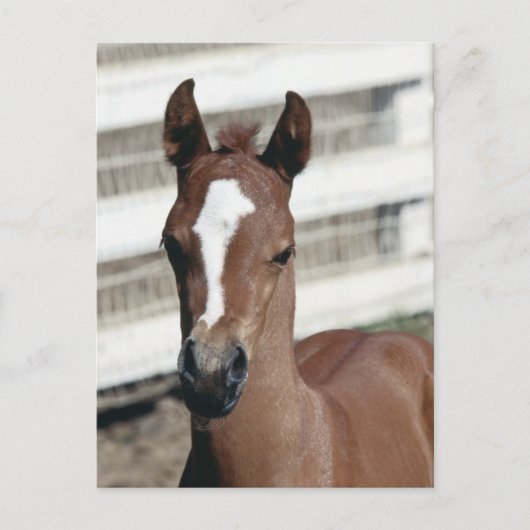 Carte Postale Foal with stripe (Devant)