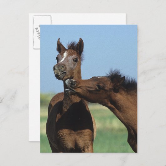 Carte Postale Foals Jouer 2 (Devant / Derrière)
