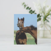 Carte Postale Foals Jouer 2 (Debout devant)