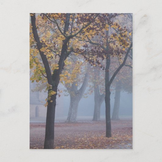 Carte Postale Foggy Morning dans le parc de la Cathédrale (Devant)