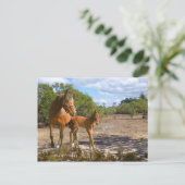 Carte Postale Fohlen lert Balance (Debout devant)