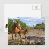 Carte Postale Fohlen lert Balance (Devant / Derrière)