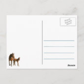Carte Postale Fohlen lert Balance (Dos)