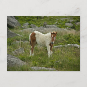 Carte Postale Foie