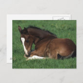 Carte Postale Foie Chaud Qui S'Étalait (Devant / Derrière)