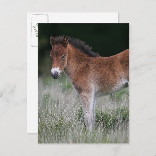 Carte Postale Foie debout (Devant / Derrière)