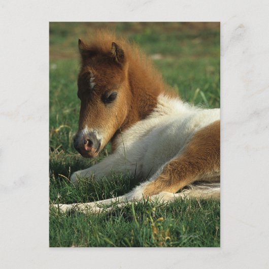 Carte Postale Foie Miniature Pointé (Devant)