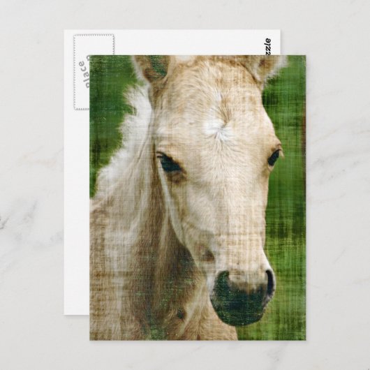 Carte Postale Foie Palomino (Devant / Derrière)