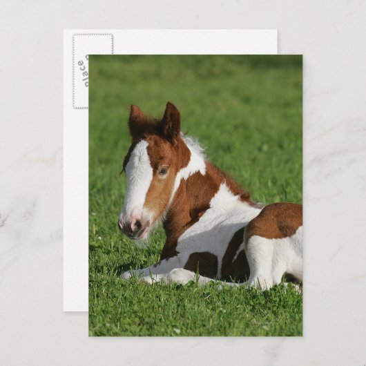 Carte Postale Foie pondu dans l'herbe (Devant / Derrière)