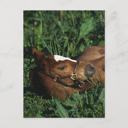 Carte Postale Foie Thoroughbred allongé (Devant)