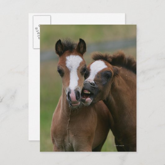 Carte Postale Foies jouant (Devant / Derrière)