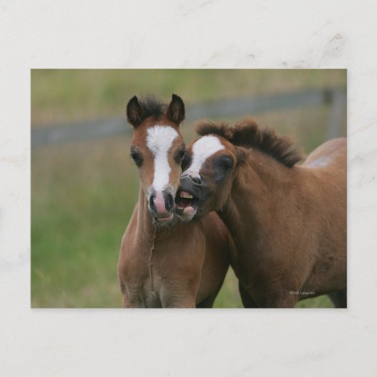 Carte Postale Foies jouant (Devant)