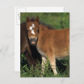 Carte Postale Foies miniatures en herbe (Devant / Derrière)