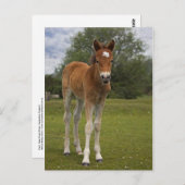 Carte postale Foin (Devant / Derrière)