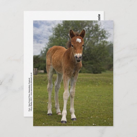 Carte postale Foin (Devant / Derrière)