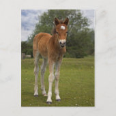 Carte postale Foin (Devant)