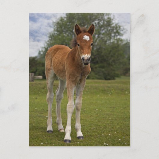 Carte postale Foin (Devant)