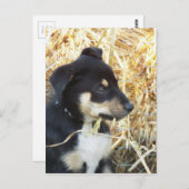 Carte Postale foin à mâcher (Devant / Derrière)