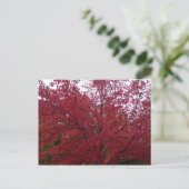 Carte Postale Foliage d'automne dans NH 2 (Debout devant)