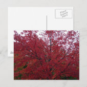 Carte Postale Foliage d'automne dans NH 2 (Devant / Derrière)